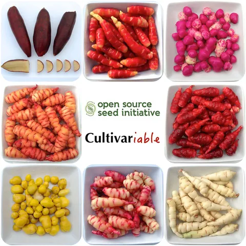 Variety of vegetables