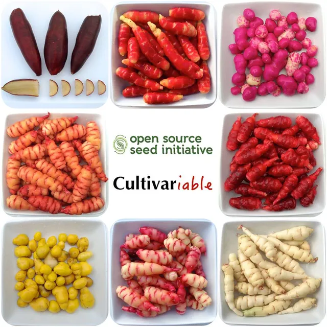 Variedad de verduras
