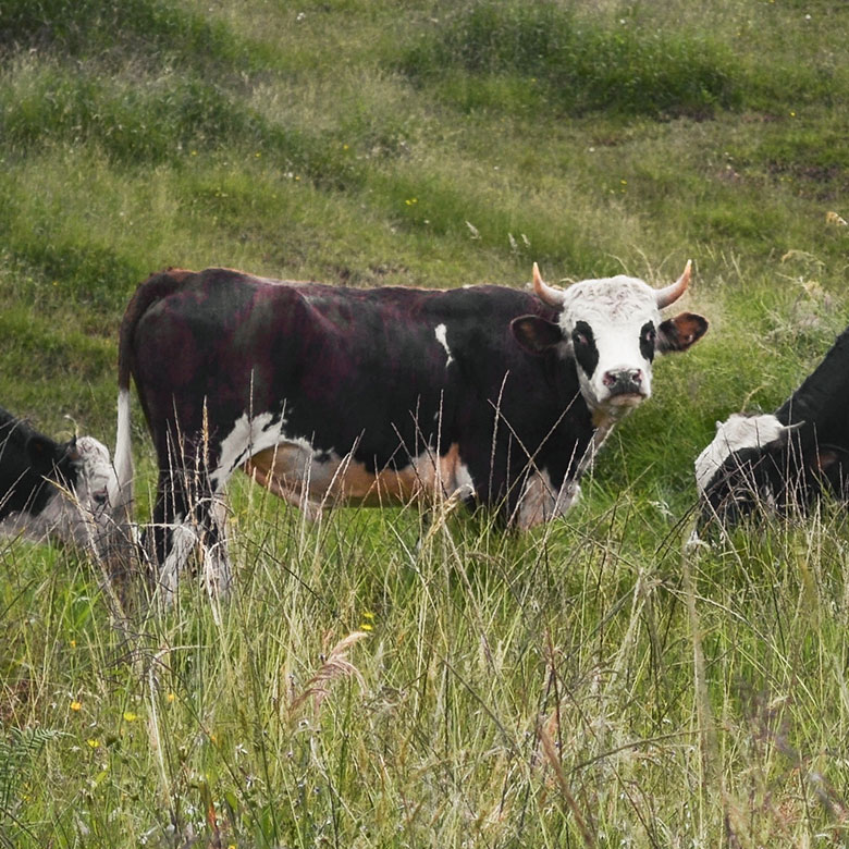 La solució vertical per als agronegocis de NARABIS que amplia els horitzons de Tryton a Llatinoamèrica